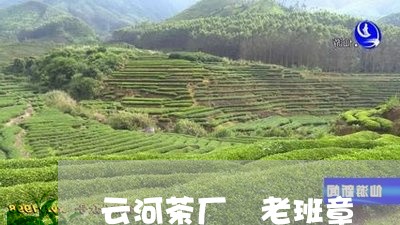 云河茶厂 老班章/2023032861727